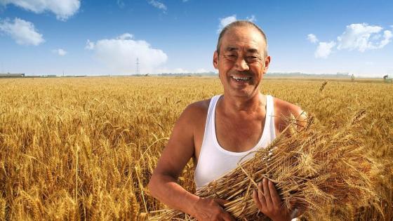 الصين تقر خطة شاملة للتعامل مع الأزمة الزراعية